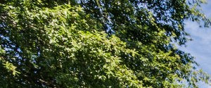 Bent Tree Apartment Homes Apartments In Tuscaloosa Al